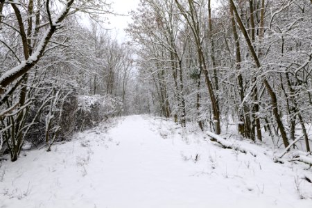 Hirschberg Düppeler Forst with snow 2021-01-30 44