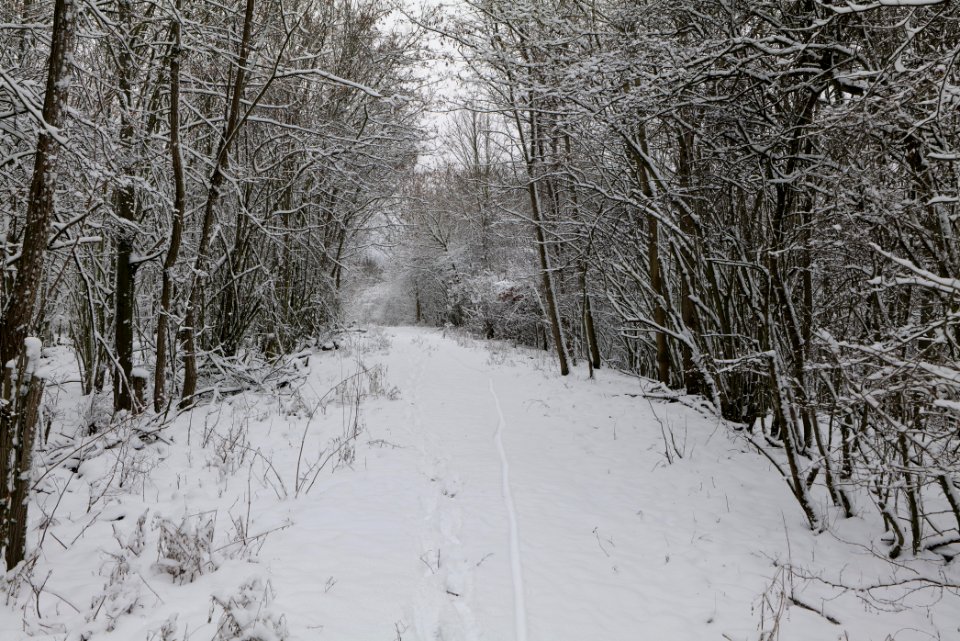 Hirschberg Düppeler Forst with snow 2021-01-30 55