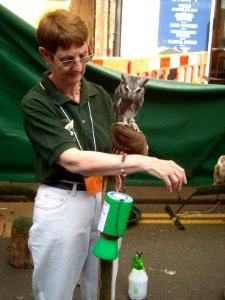 HighStreetWomanOwl