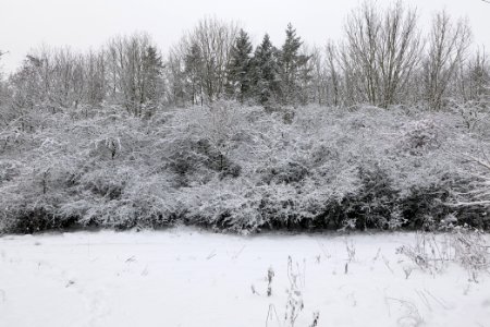 Hirschberg Düppeler Forst with snow 2021-01-30 35
