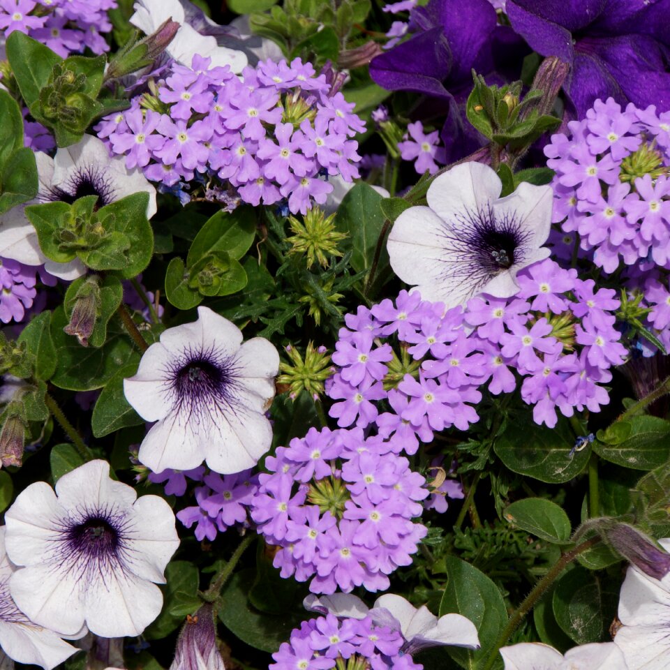 Verbena flower arrangement garnish