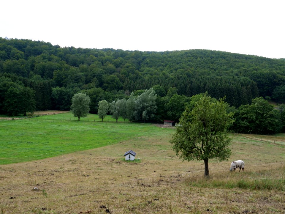 Hirschrott 22