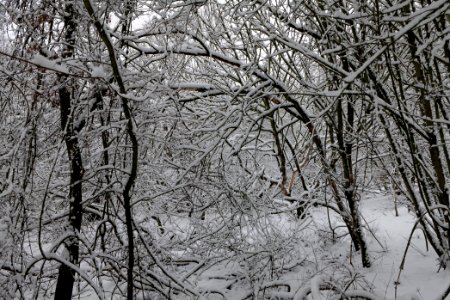 Hirschberg Düppeler Forst with snow 2021-01-30 03