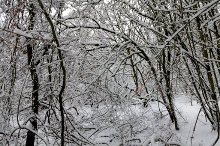 Hirschberg Düppeler Forst with snow 2021-01-30 04