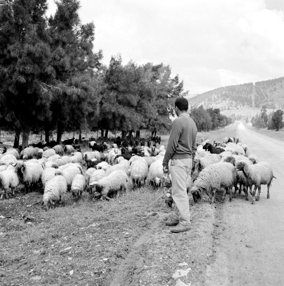 Herder met kudde schapen langs een weg in een heuvelachtig en boomrijk landschap, Bestanddeelnr 255-4625