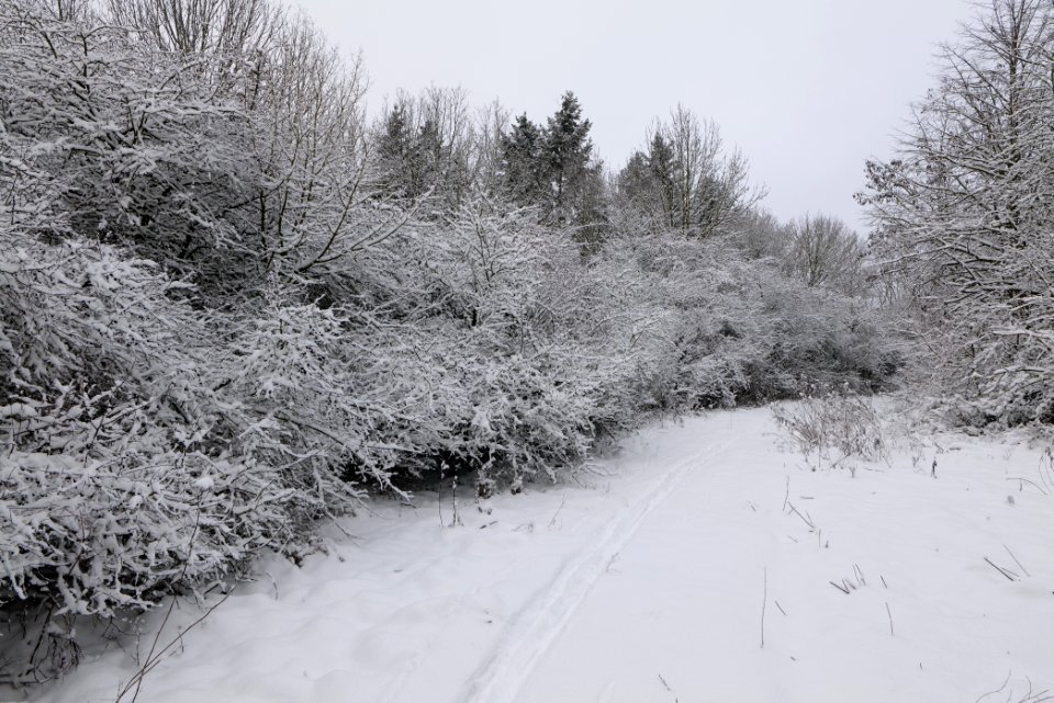 Hirschberg Düppeler Forst with snow 2021-01-30 31