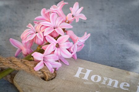 Pink flower spring flower pink hyacinth photo