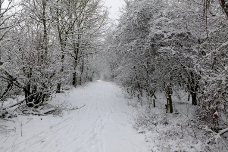 Hirschberg Düppeler Forst with snow 2021-01-30 09