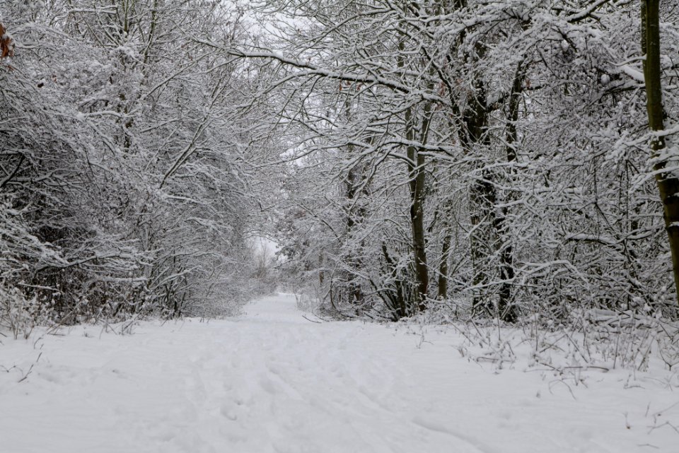 Hirschberg Düppeler Forst with snow 2021-01-30 16
