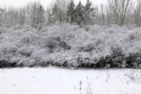 Hirschberg Düppeler Forst with snow 2021-01-30 34