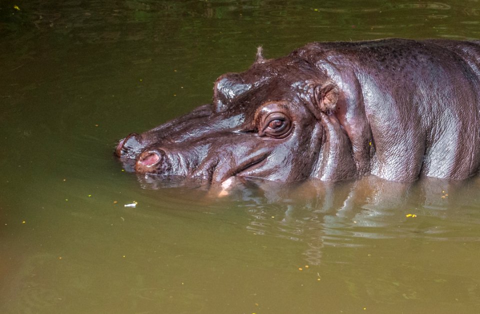 Hipopotamo in São Paulo Zoo