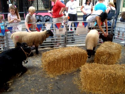 HightStreetPettingZoo