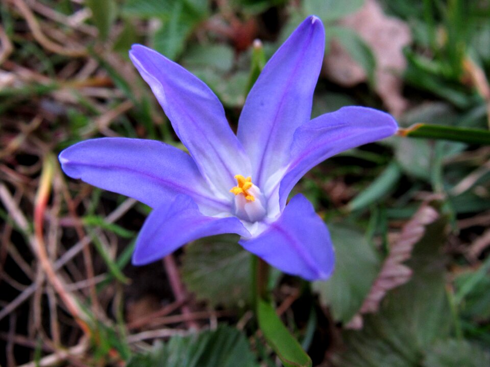 Spring scilla asparagus plant