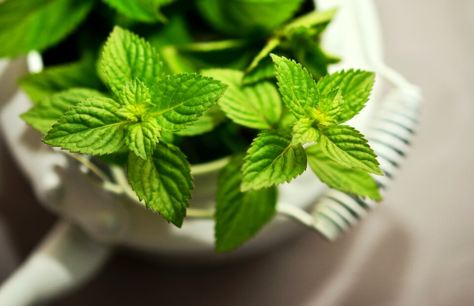 Mint tea herbs fragrant herb