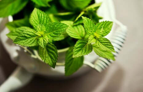 Mint tea herbs fragrant herb photo