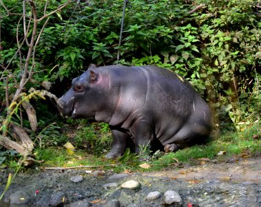 Hippopotamus amphibius juvenile Basel Zoo 28102013 3 photo