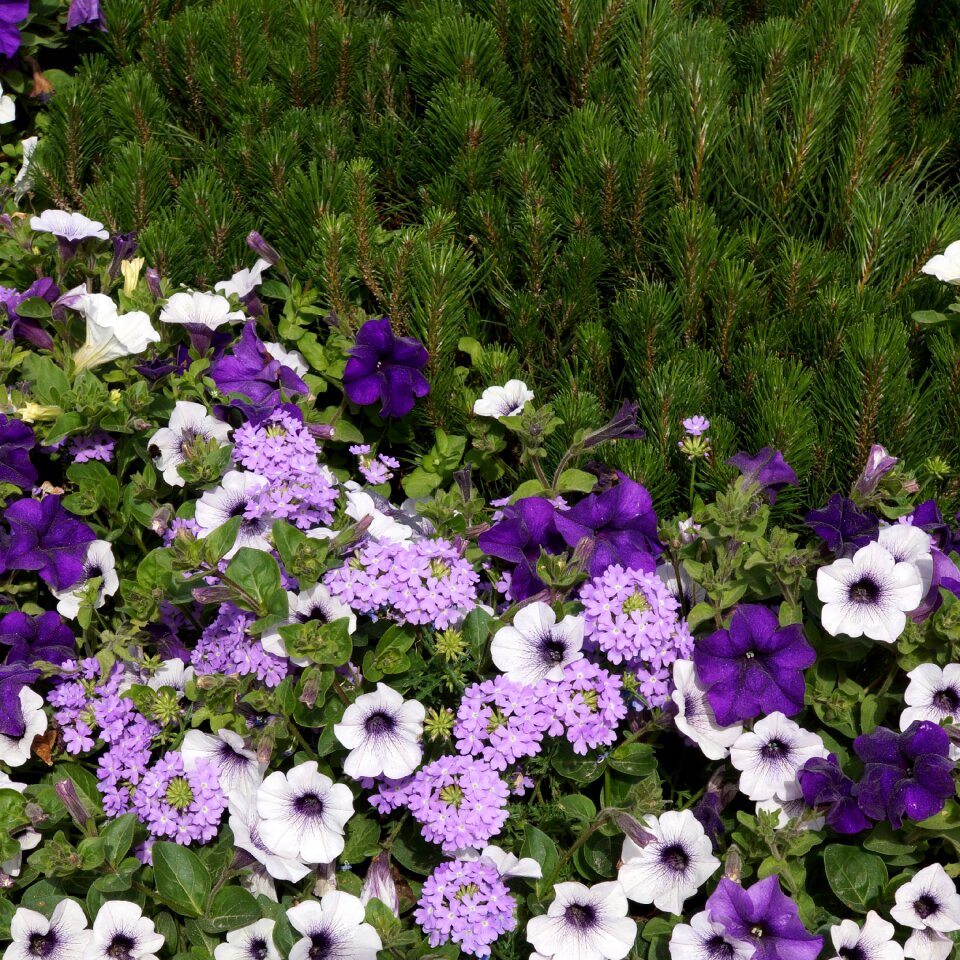 Verbena flower arrangement garnish