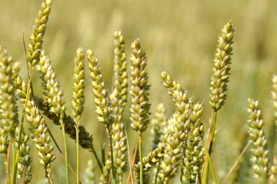 Landscape crop nature