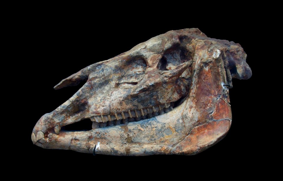 Hipparion gracile MNHN1