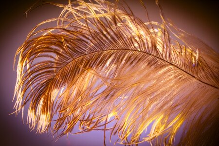 Strauss close up bird feather