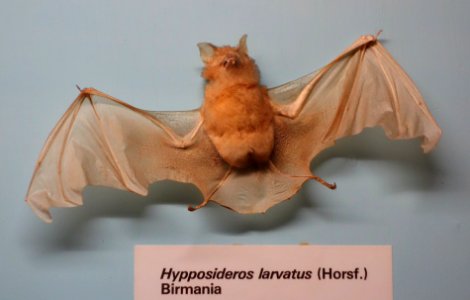 Hipposideros larvatus - Museo Civico di Storia Naturale Giacomo Doria - Genoa, Italy - DSC02545