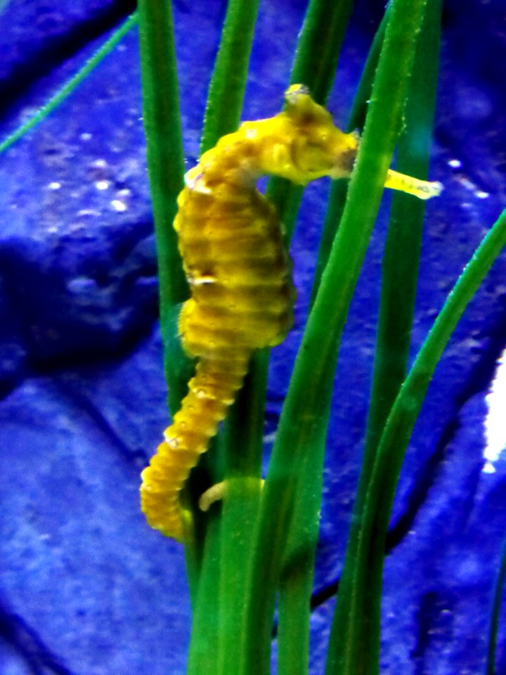 Hippocampus-comes-1