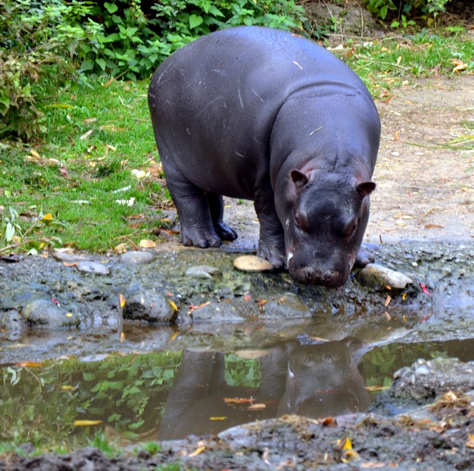 Hippopotamus amphibius juvenile Basel Zoo 28102013 1