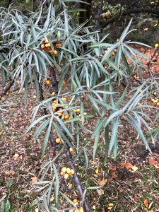 Hippophae rhamnoides 55095358