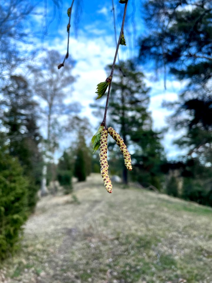 Himlingeåsen naturreservat björkhänge