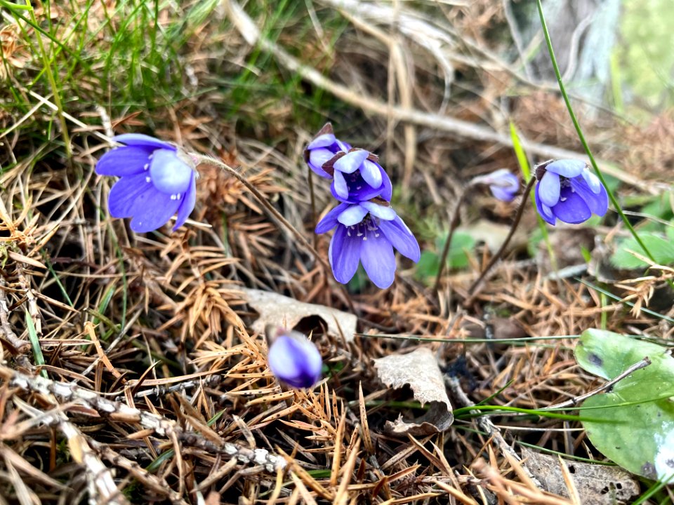 Himlingeåsen naturreservat blåsippa