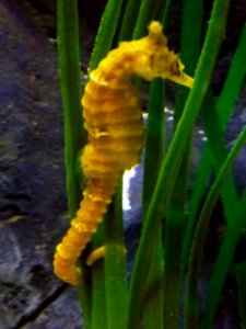 Hippocampus-comes-3