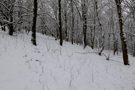 Hirschberg Düppeler Forst with snow 2021-01-30 88