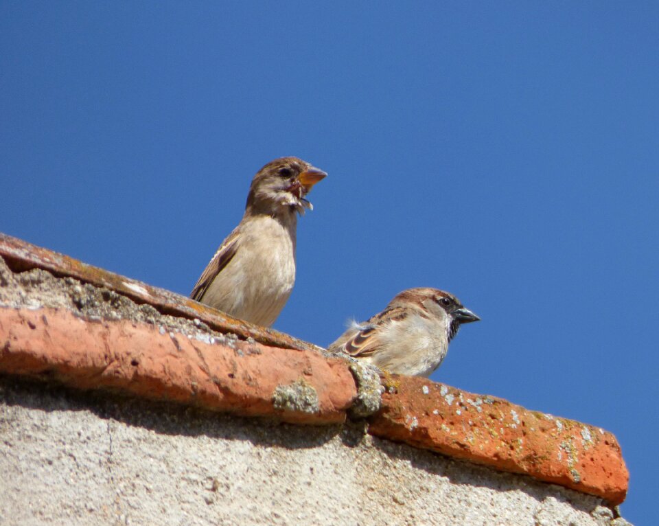 Lookout roof birds
