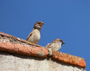Lookout roof birds