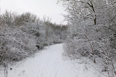 Hirschberg Düppeler Forst with snow 2021-01-30 22