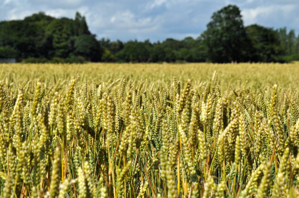Landscape crop nature