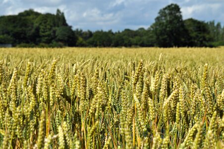 Landscape crop nature photo