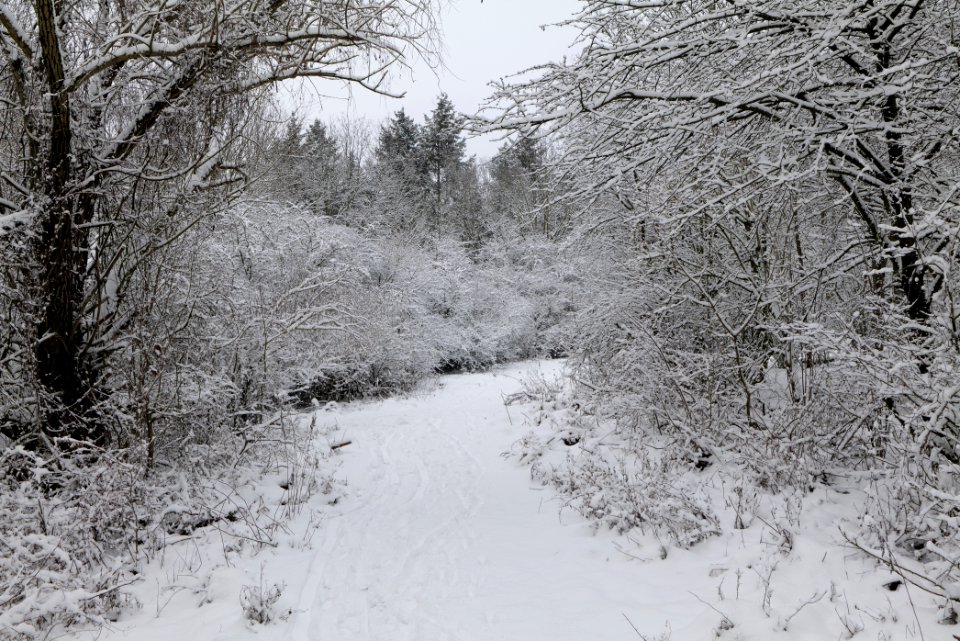 Hirschberg Düppeler Forst with snow 2021-01-30 29