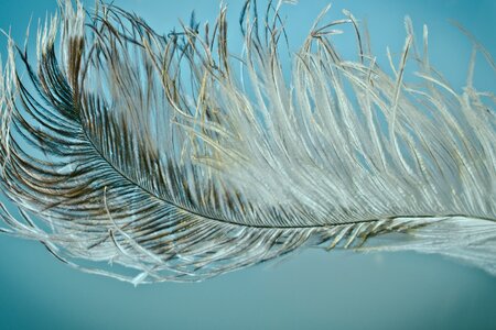 Strauss close up bird feather