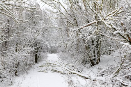 Hirschberg Düppeler Forst with snow 2021-01-30 02