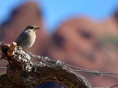 Bird priorat smoked cotxa photo