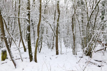Hirschberg Düppeler Forst with snow 2021-01-30 41