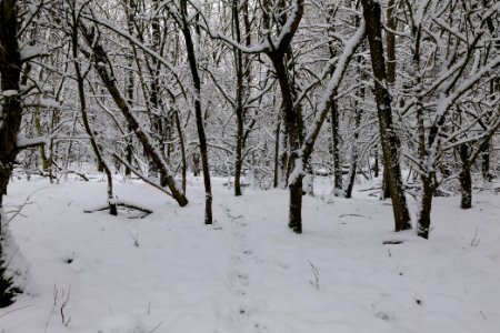 Hirschberg Düppeler Forst with snow 2021-01-30 58
