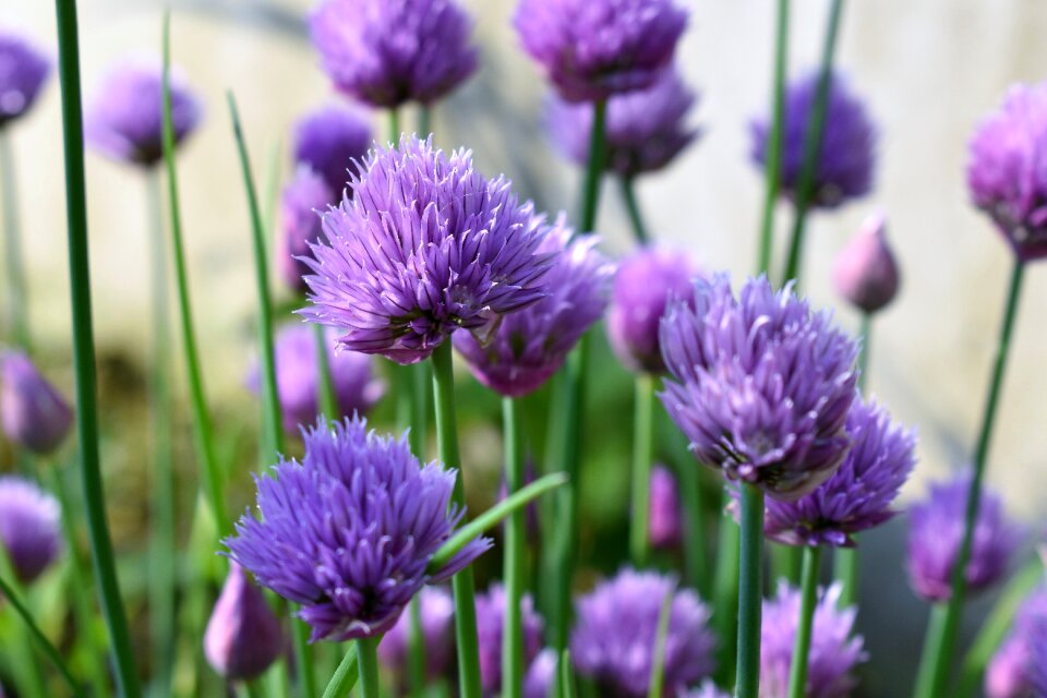 Purple nature plant photo