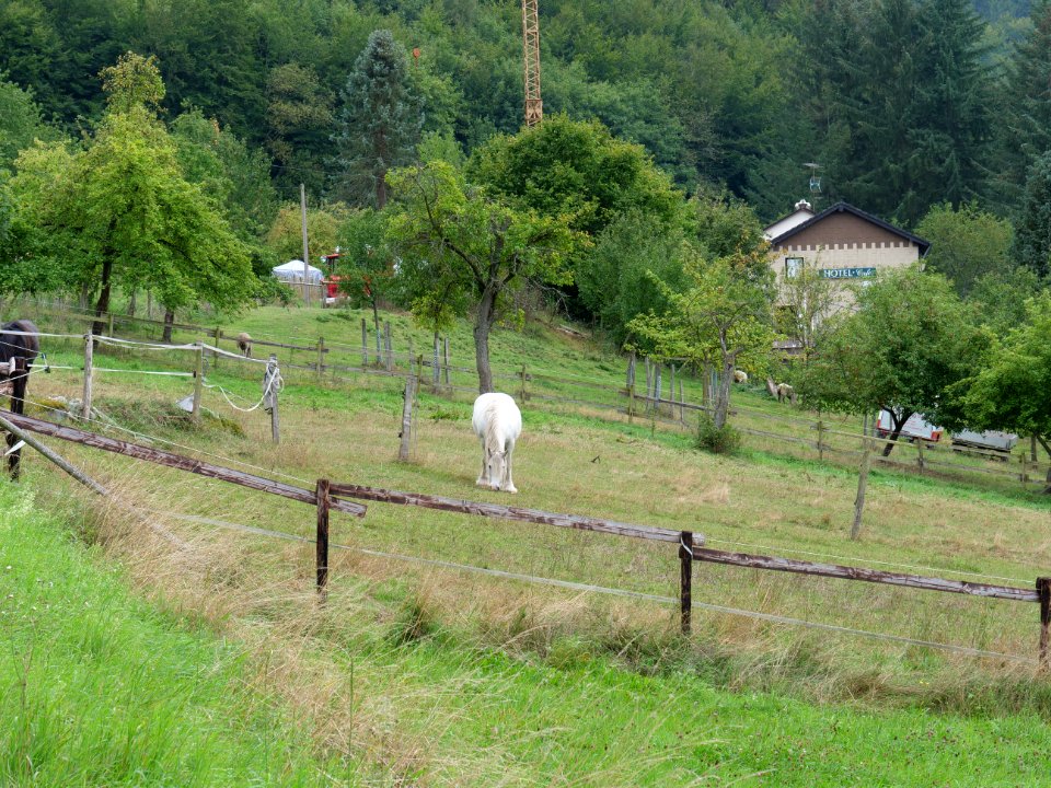 Hirschrott 12