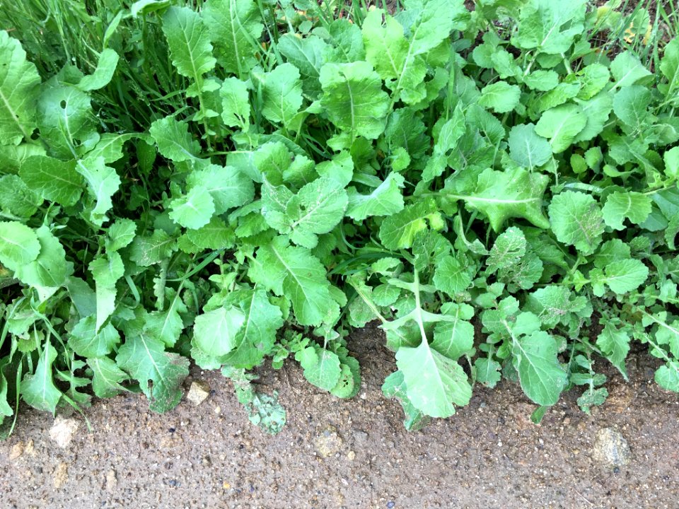 Hirschfeldia incana plant (23)
