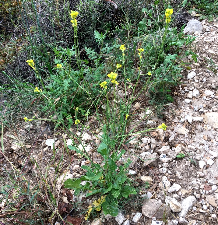 Hirschfeldia incana plant (28)