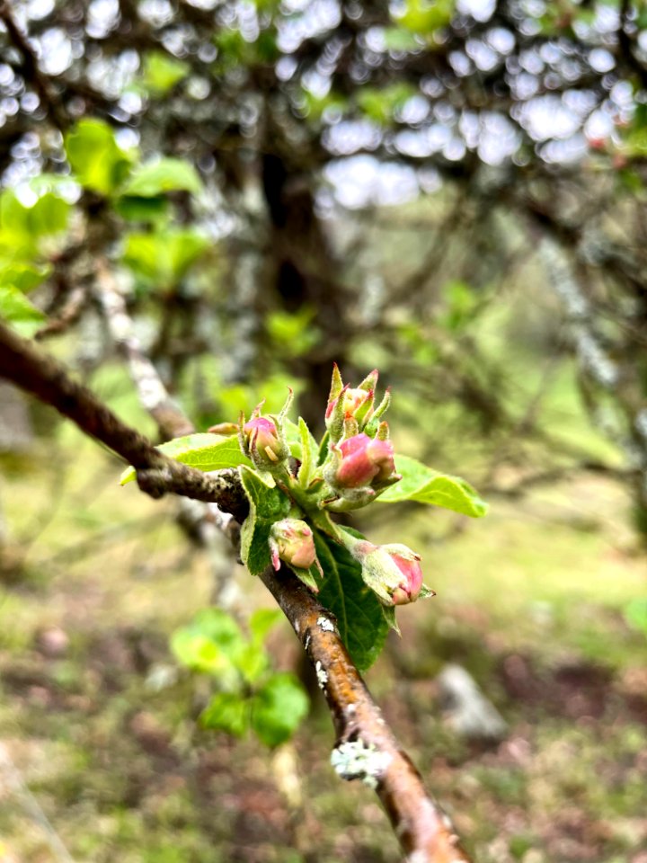Himlingeåsen blommande äppelträd