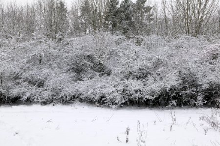 Hirschberg Düppeler Forst with snow 2021-01-30 33