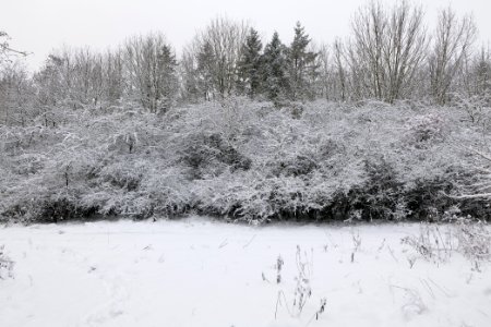 Hirschberg Düppeler Forst with snow 2021-01-30 32